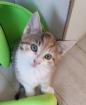 Hope - sucht dringend ein Zuhause aus dem Tierschutz / gechipt geimpft