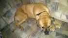 Gebe mein Boxer-mischling ab ist dringend