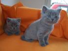 Süße BKH-Kitten suchen ein neues zu Hause