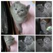 Russisch blau bildhübsche Kitten m. Stammbaum/Impfpass ab August oder nach Abspra