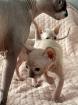 Sphinx Kitten nackt Katzen