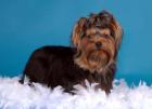 Yorkshire-Terrier Wurfankündigung zum 27. 10. 2022