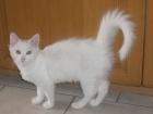 Süße weiße langhaar katze um 50Euro zu vergeben -