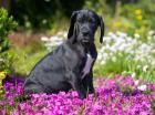 Wunderschönes schwarzes Doggen Mädchen geb. 17. 03. 2023