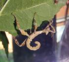Australische Gespenstschrecke Extatosoma tiaratum
