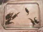 Uromastyx ornata ornata ocellata und Rhacodactylus ciliatus