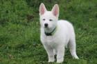 Wir die 4 Stockhaar-Welpen Weisse Schäferhunde suchen noch ihre Familie