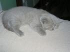 Reinrassige BKH Babys Kitten Kätzchen in creme