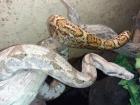 1 1 Hog Island Boas Boa constrictor imperator