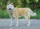 Toya - Akita Inu Mix - lieb verträglich