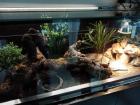 Leopardgeckos inklusive Terrarium und Zubehör