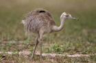 Nandu Küken aus Naturbrut