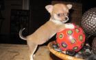 MINI CHIHUAHUA KURZHAAR