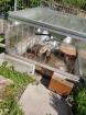 SUCHE weibliche Griechische Landschildkröte THh