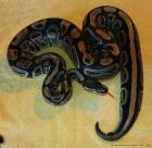 0 1 Königspython Python regius NZ 2022