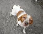 WHISKEY Brittany Spaniel. Trunken vor Glück wenn man ihn streichelt
