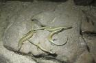 Chalcides ocellatus Gefleckter Walzenskink 0 0 5