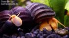 Tylomalania sp. Gold