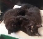 Maine Coon Mixe abzugeben