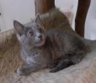 Siva - graues Kitten sucht Zuhause aus dem Tierschutz / gechipt geimpft