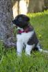 Akita x Akita-Schäferhund Welpen suchen ein neues Zuhause