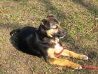 Mischlingswelpe Louie geb. Dezember 2022 sucht ein Zuhause