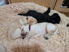 Labrador Welpen suchen ihr 5-Sterne Zuhause
