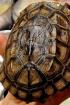 Chinesische Dreikielschildkröte