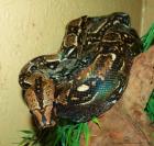 1 0 Boa constrictor imperator Kaiserboa MEXIKO Zwergboa NZ 2022