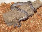 0. 1 Kornnatter Pewter Piebald DNZ 07 TOP TIER