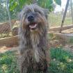 Bruno sucht ein Zuhause