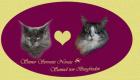 Maine Coon Kitten gesund geimpft mit Papieren und super Wesen