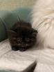 Perserkitten in schwarz kater