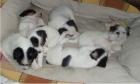 Parson Russell Terrier Welpen Junghündin