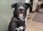 Fenrir - Husky-Mischling - lieb verspielt
