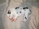 Reinrassige Border Collie Welpen