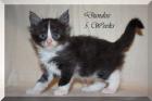 Dundee vom Sattelgut verschmuster Maine Coon Kitten-Kater