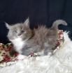 . Sehr typvolle Maine Coon kitten mit Stammbaum .
