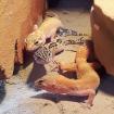 3 Leopardgeckos weiblich 5 5 Jahre alt
