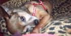 Chihuahuamix Rüde Abzugeben