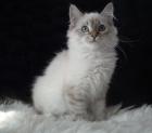 Unsere Neva Kätzchen suchen liebevolle Katzeneltern