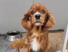 Philadelphia - Cavalier-Spaniel-Mischling - lieb ruhig