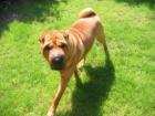 Balou sucht dringend neues Zuhause .