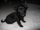 - Bildhübsches Chihuahua Mix Weibchen -