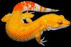 Wunderschöne Leopardgeckos abzugeben Versand möglich