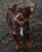 Chihuahuawelpe chocolate and tan Langhaar