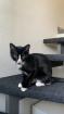 1 Bkh mix mischlings Kitten