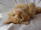 Schöne red Sibirische Kater