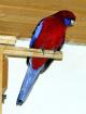 Pennant Sittiche nur als PAAR