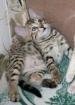 Serval Savannah Ocelot Margay und Caracal Kätzchen